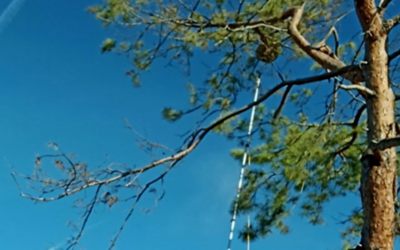 Traitement d’un nid de frelon asiatique en hauteur dans arbre (vidéo)
