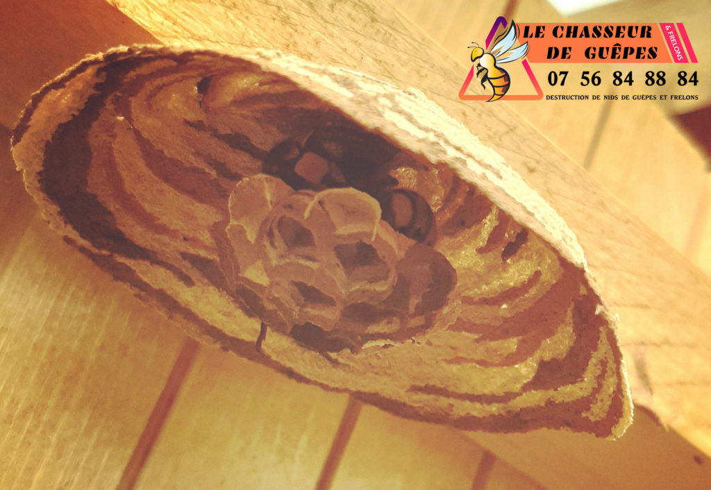 Temps De Construction Nid Frelon Asiatique