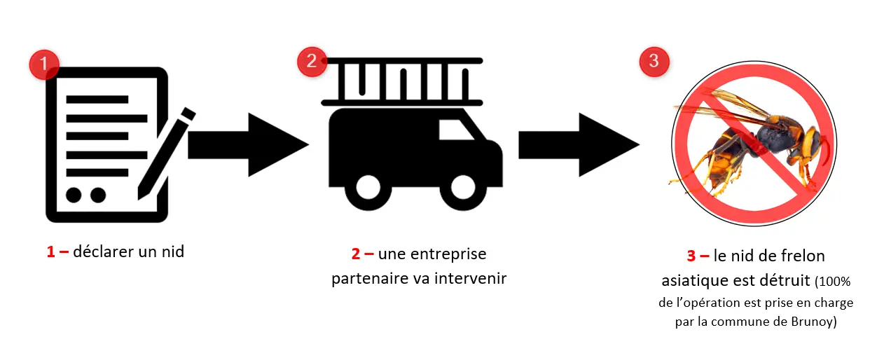 declarer nid frelons asiatiques Brunoy
